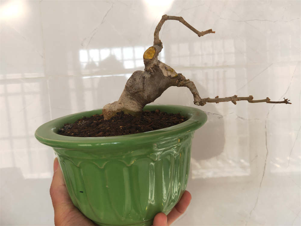 白蜡