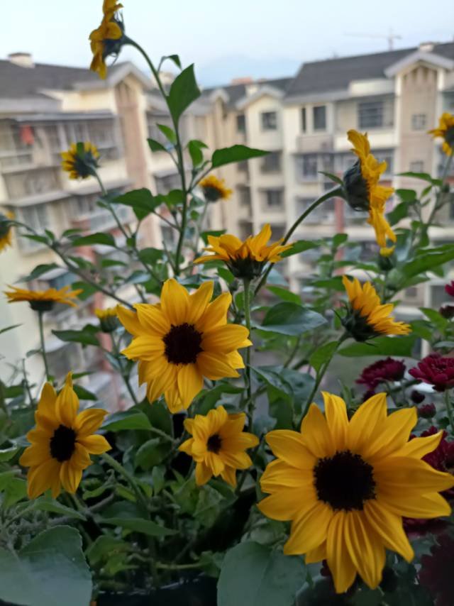 花卉