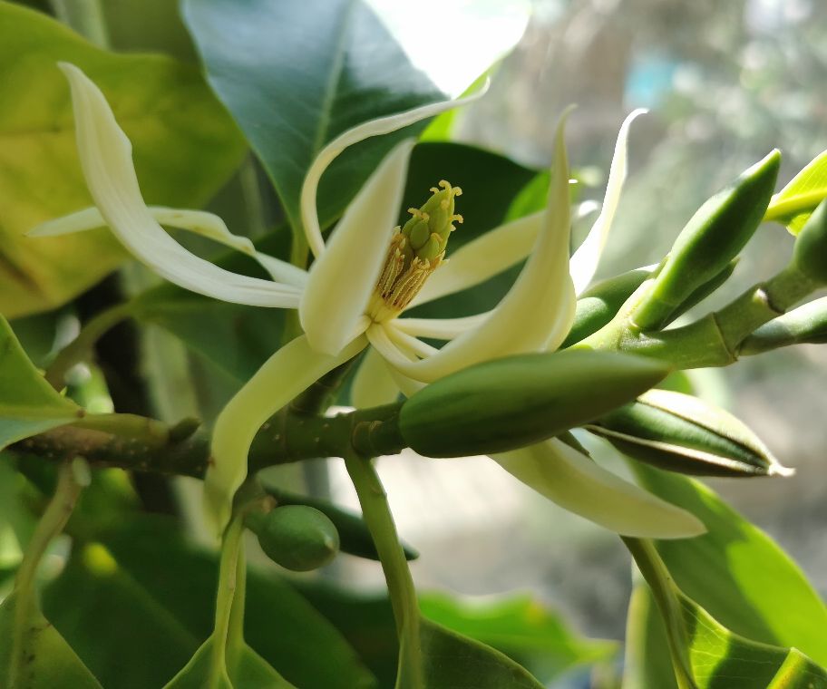 花卉