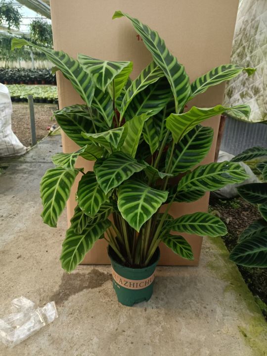 天鹅绒