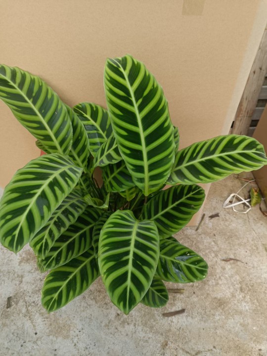 天鹅绒花