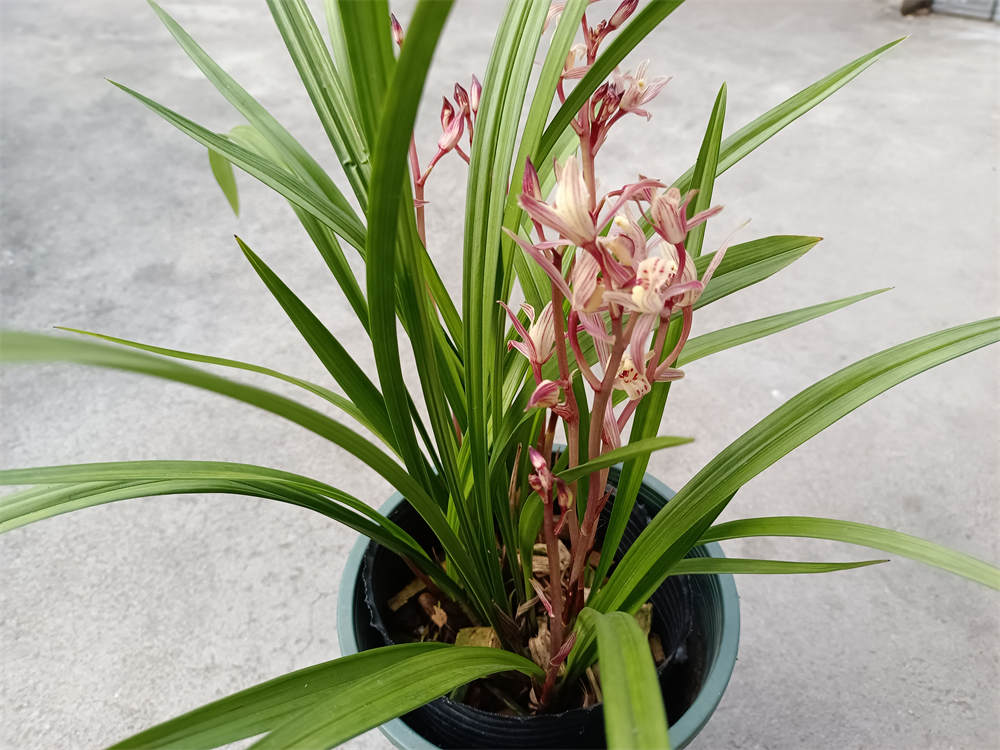 花卉