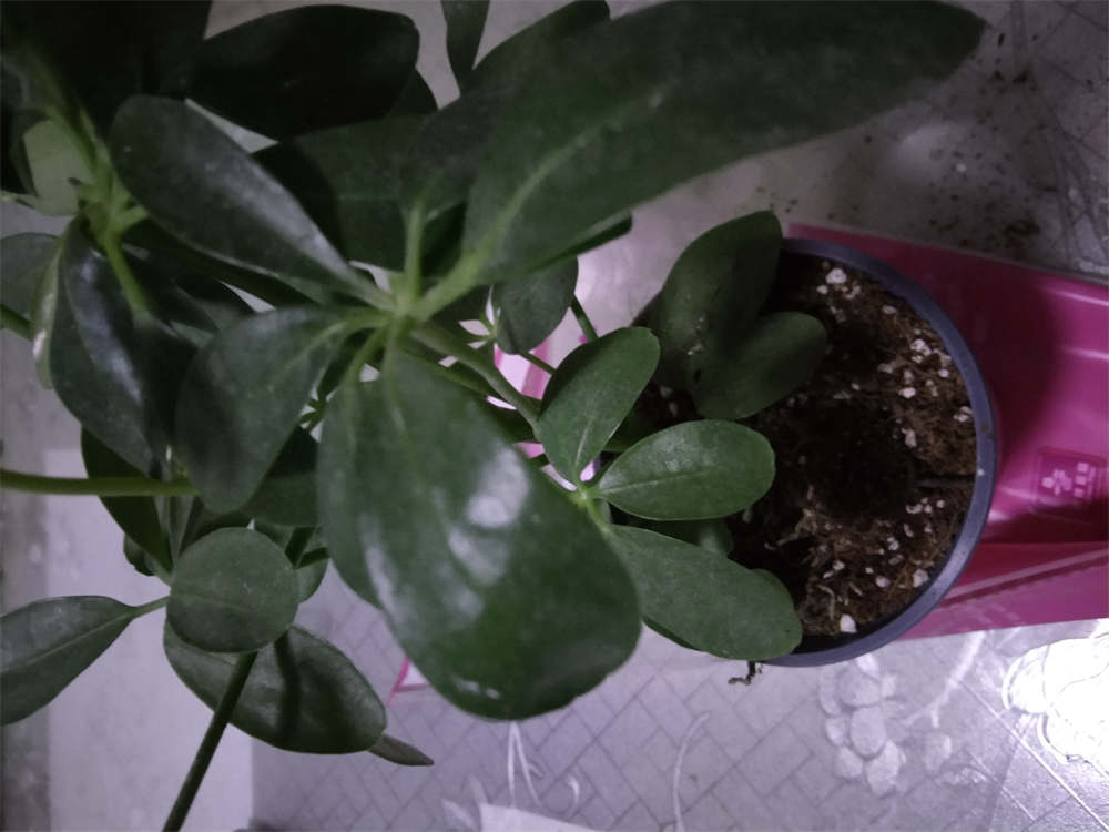 招财树