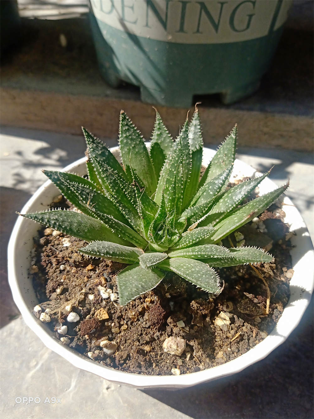 花卉