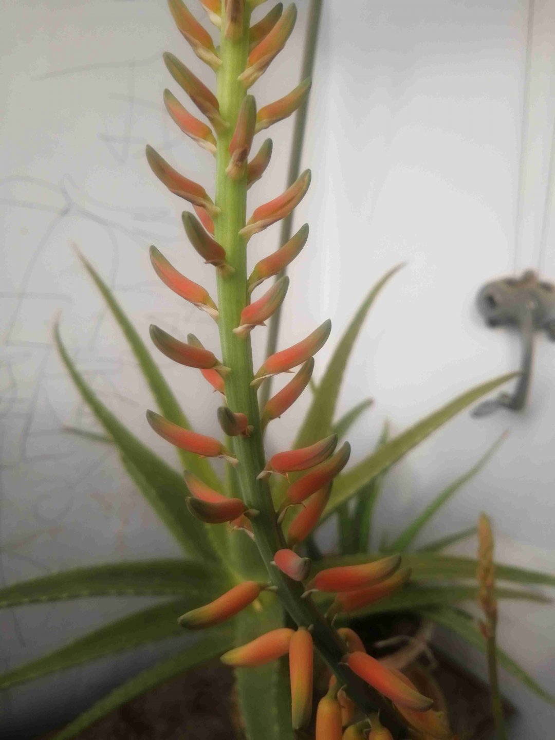 芦荟