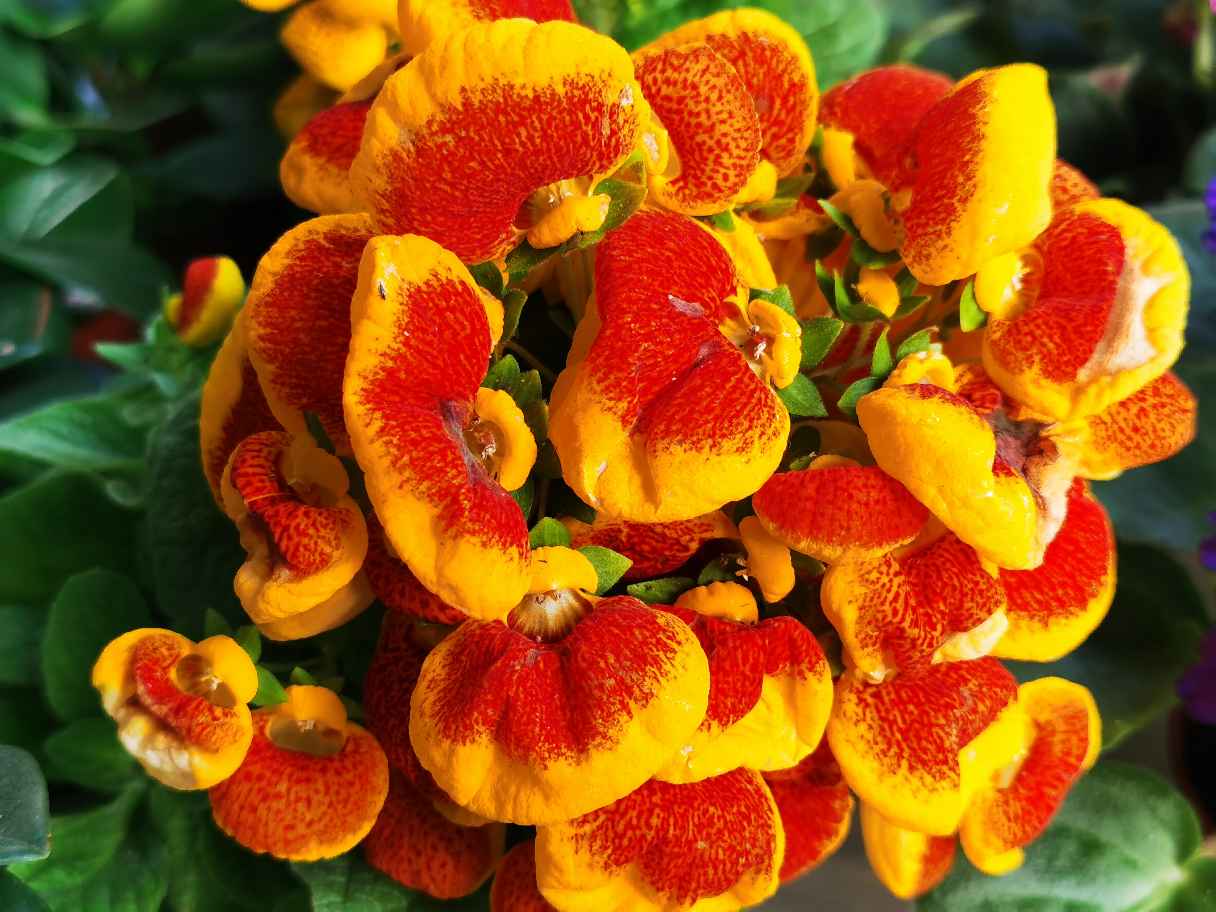 花卉