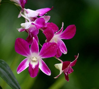 花卉