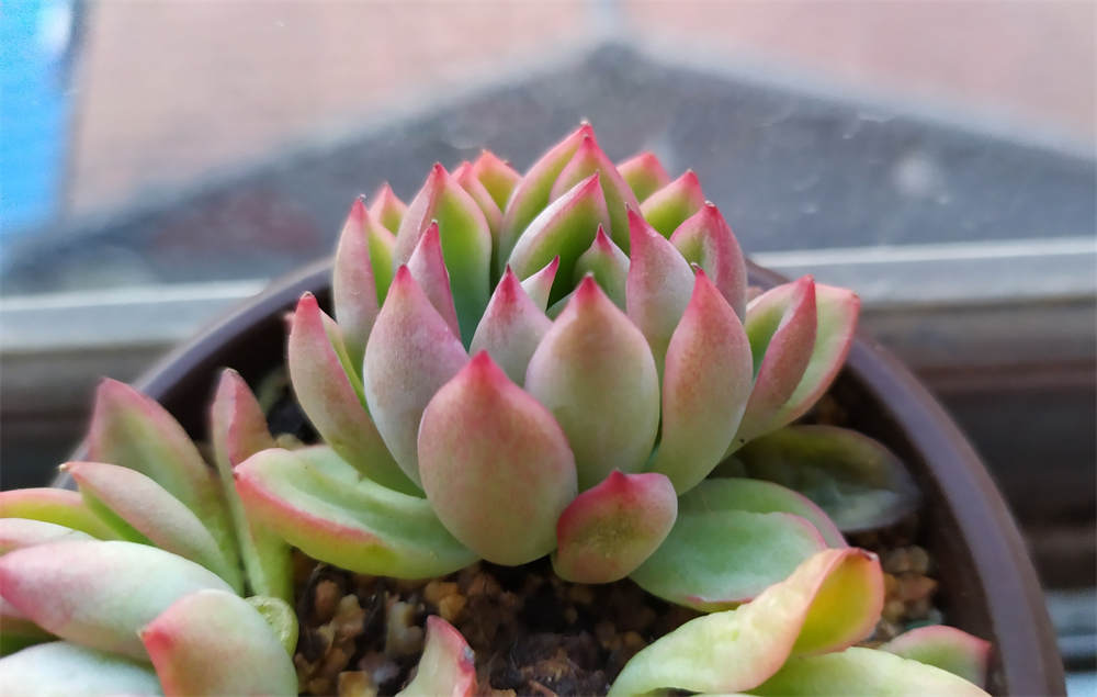 花卉