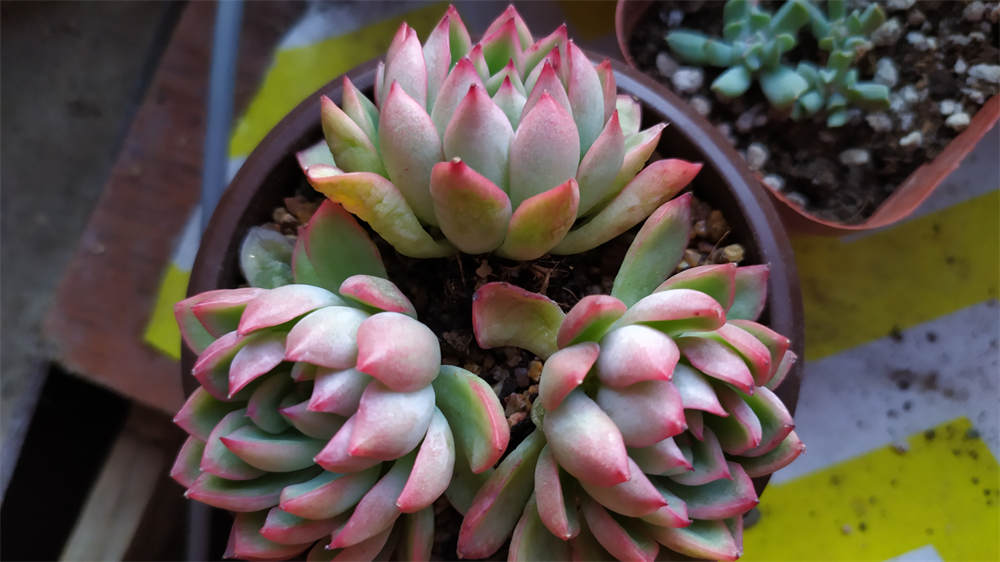 花卉