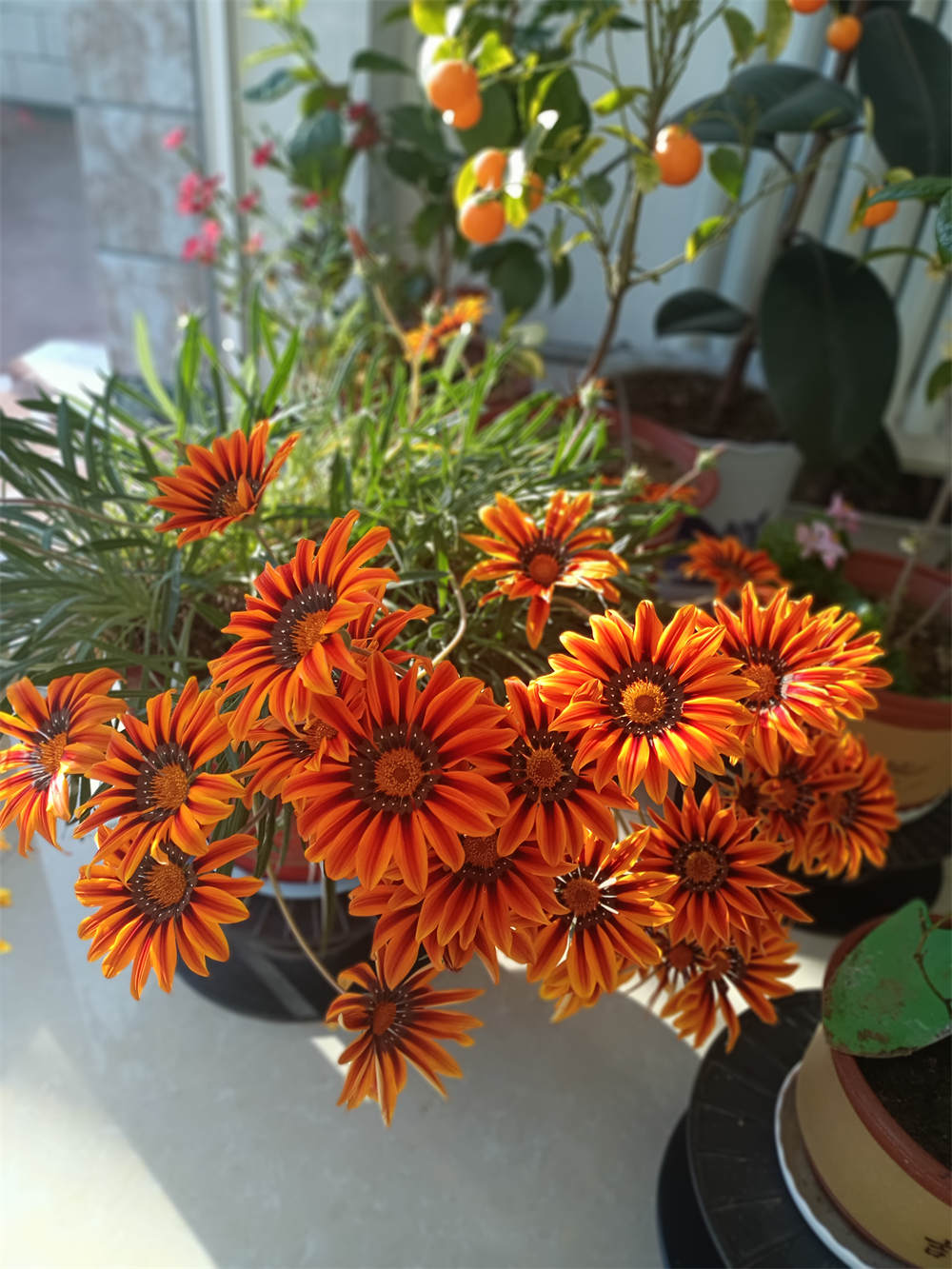 勋章菊