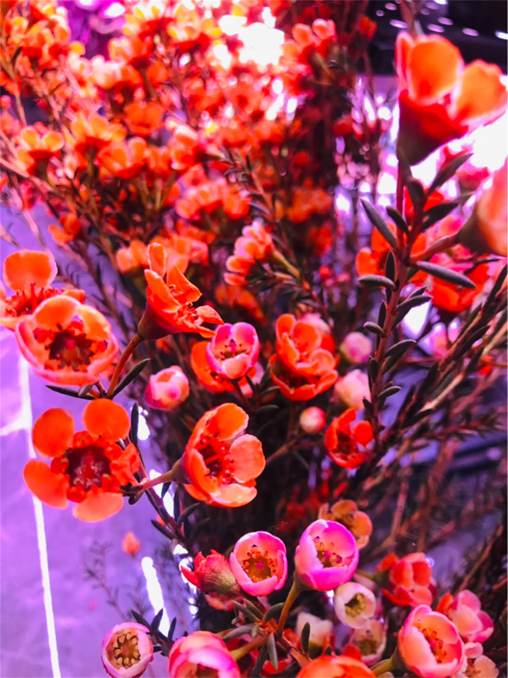 澳洲腊梅