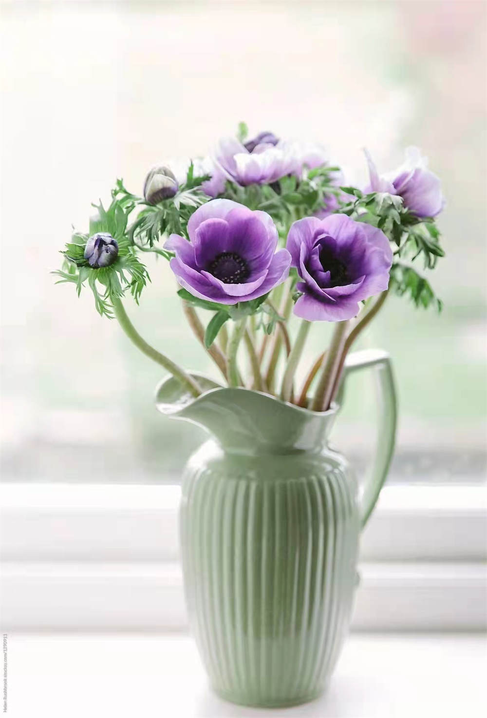 银莲花