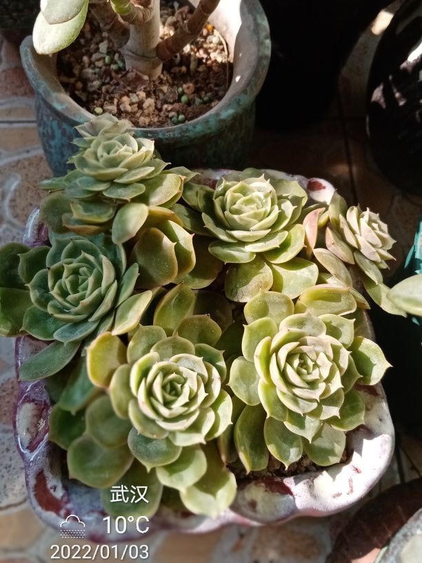 昂斯诺