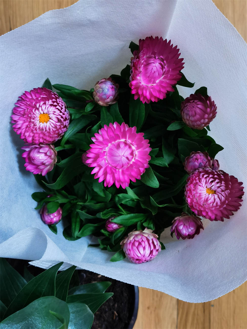 花卉