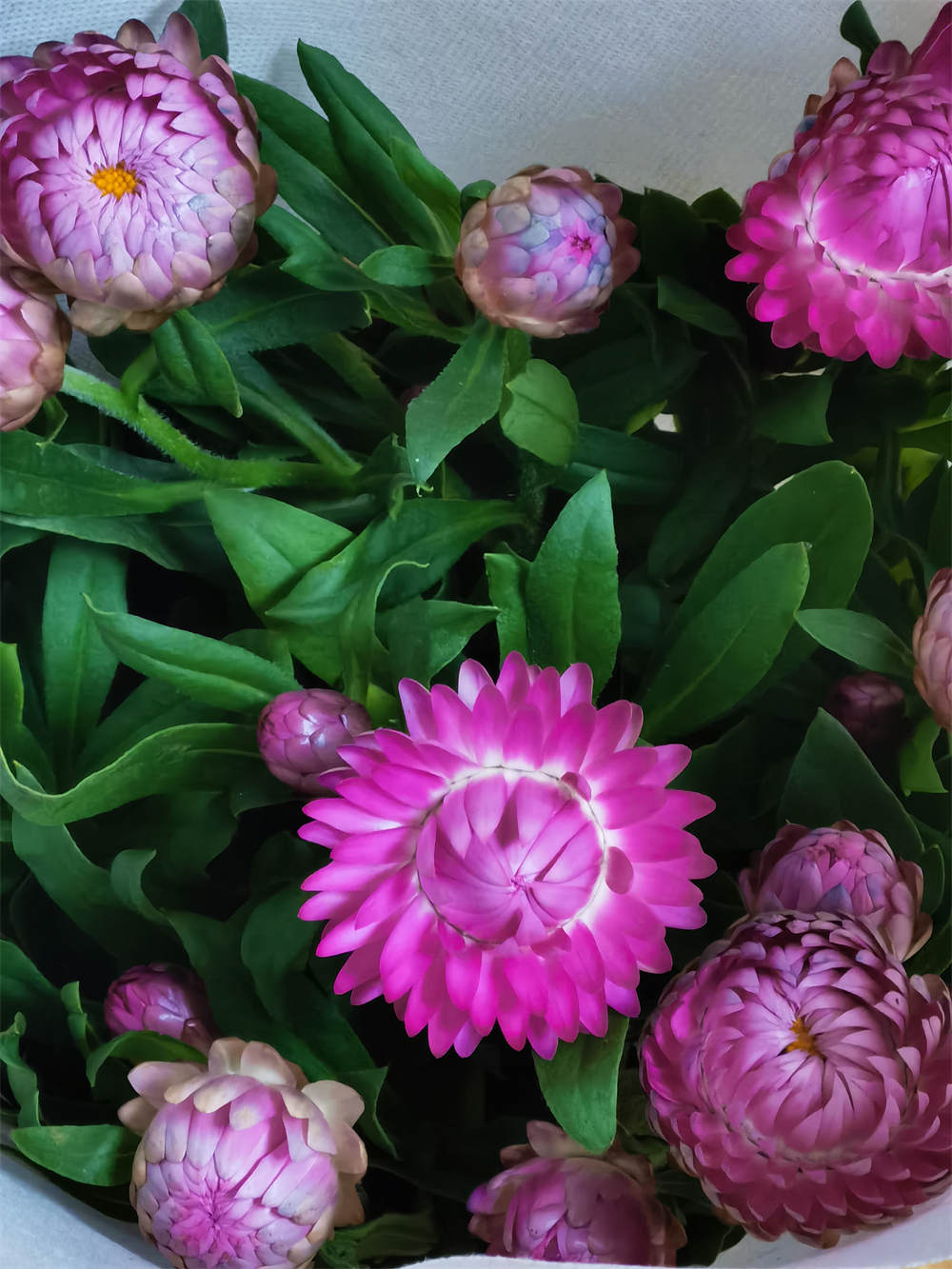 花卉