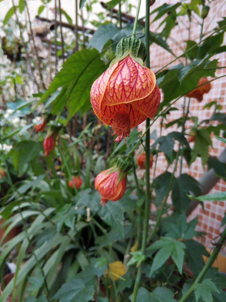 金铃花