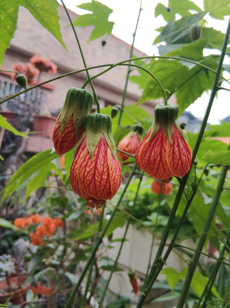 金铃花