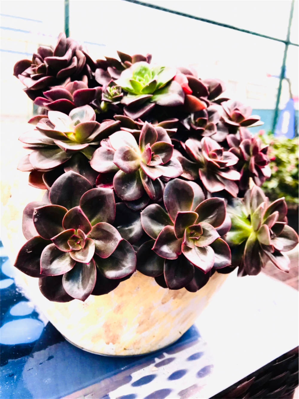 巧克力方砖多肉