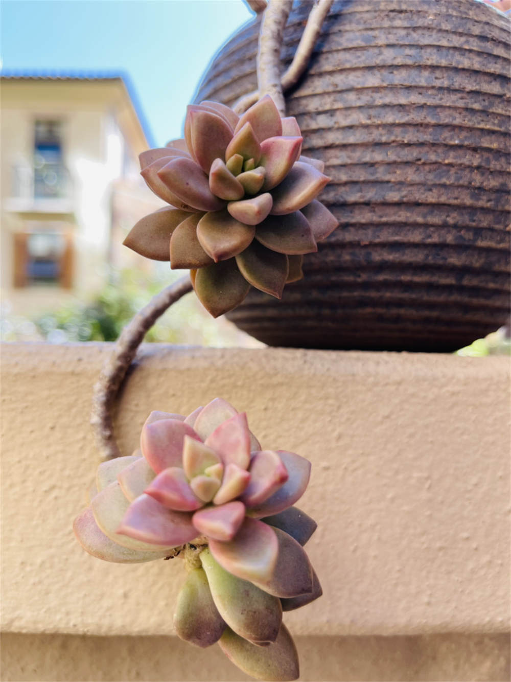 花卉