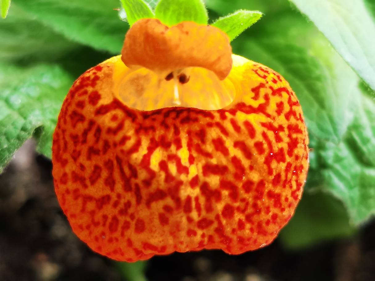 花卉