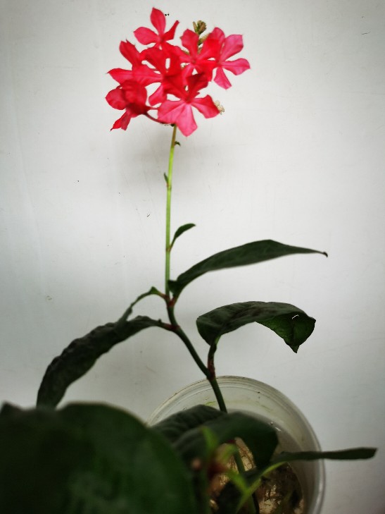 红雪花