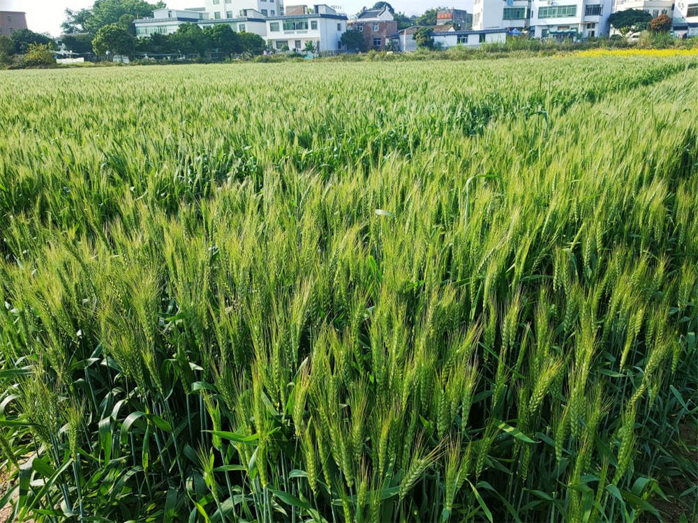 小麦苗