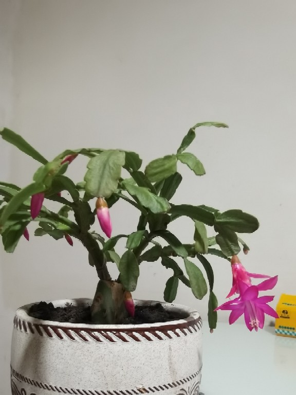 花卉
