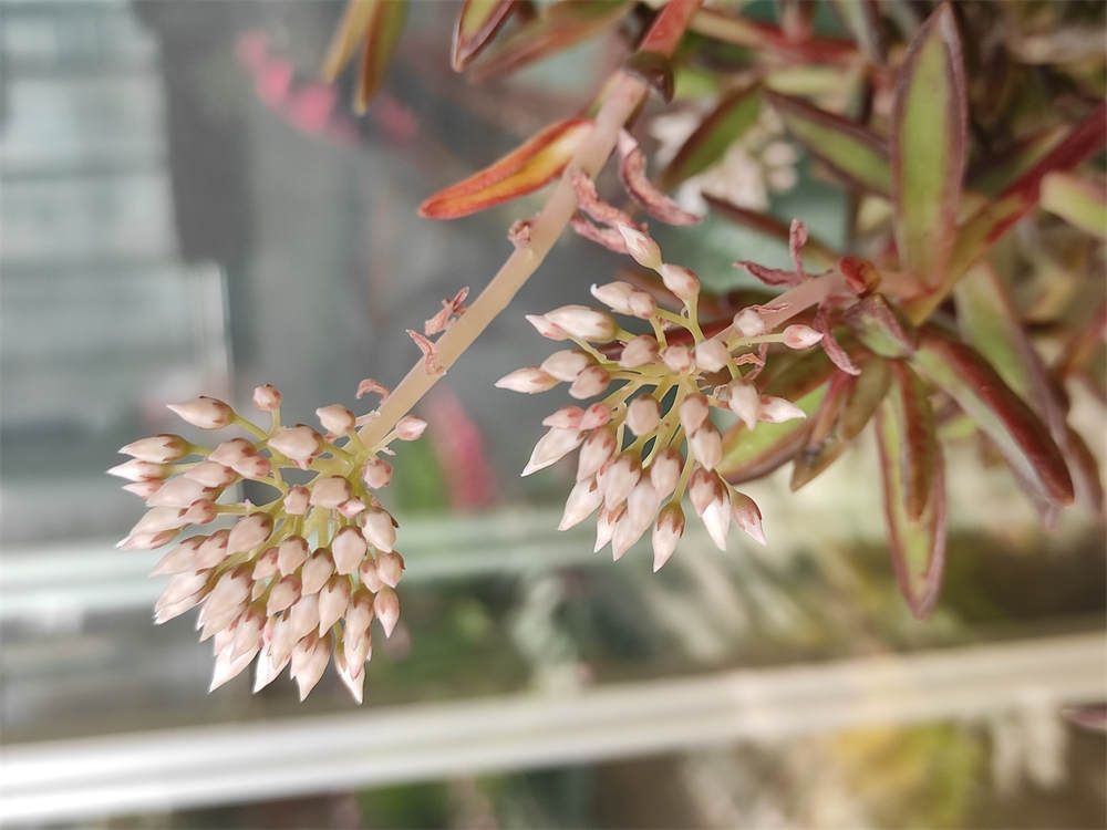 多肉开花
