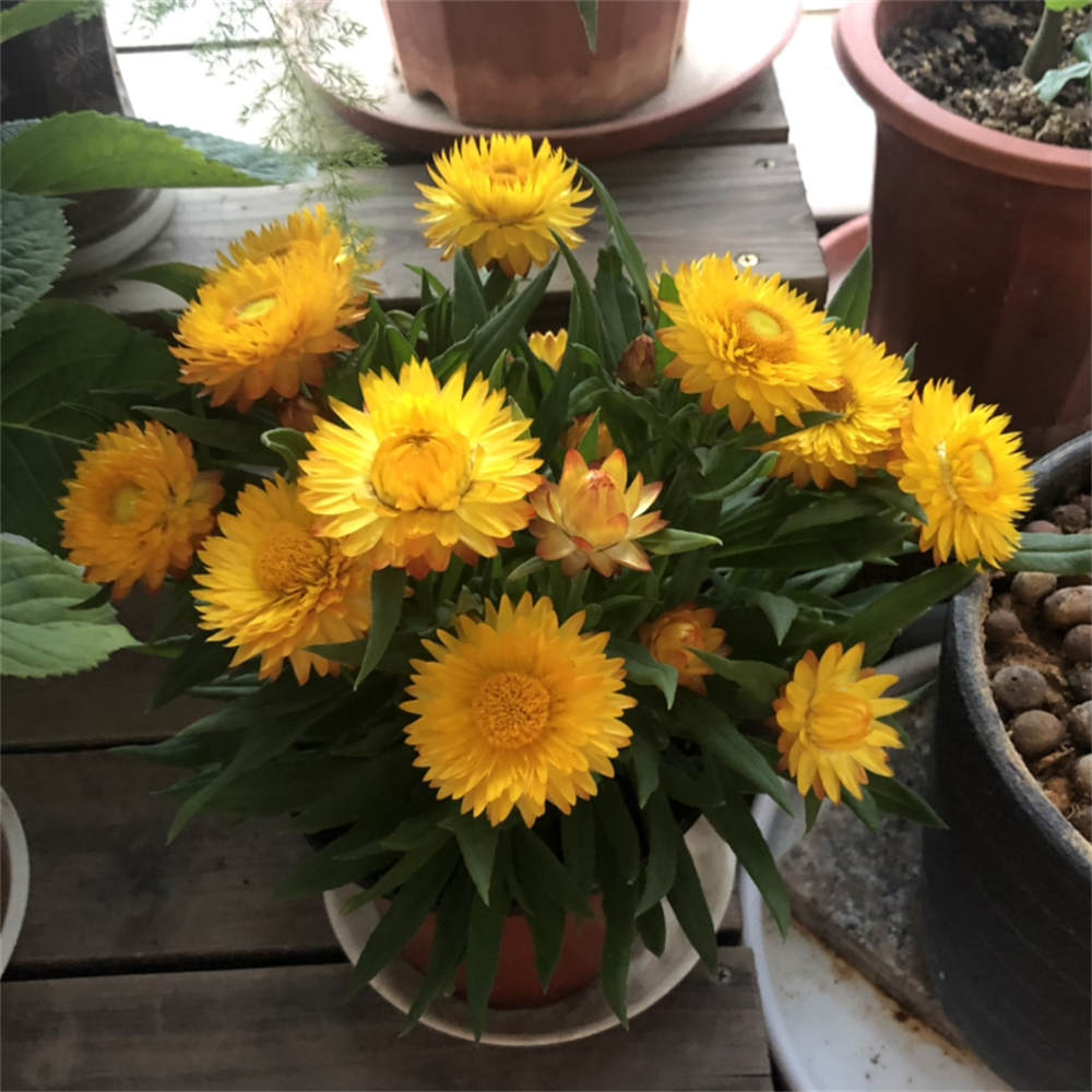 花卉