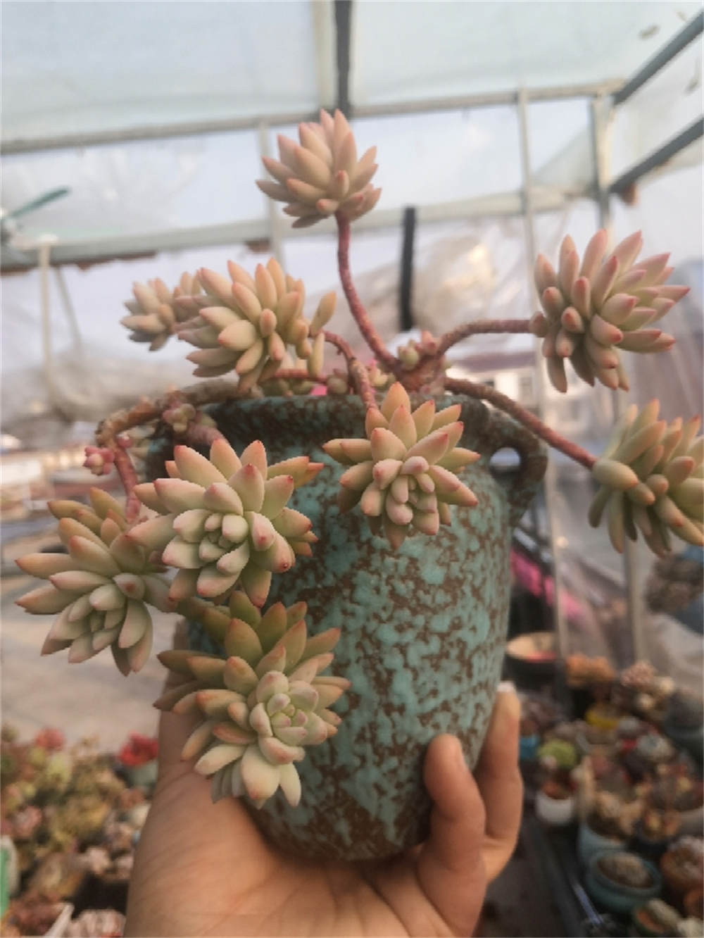 花卉