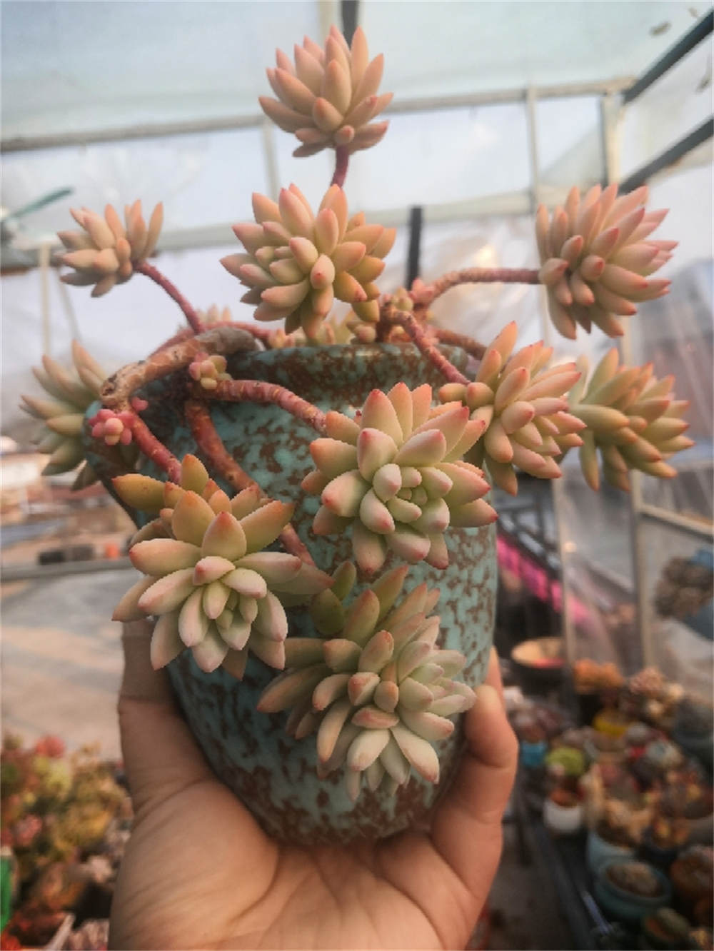 花卉