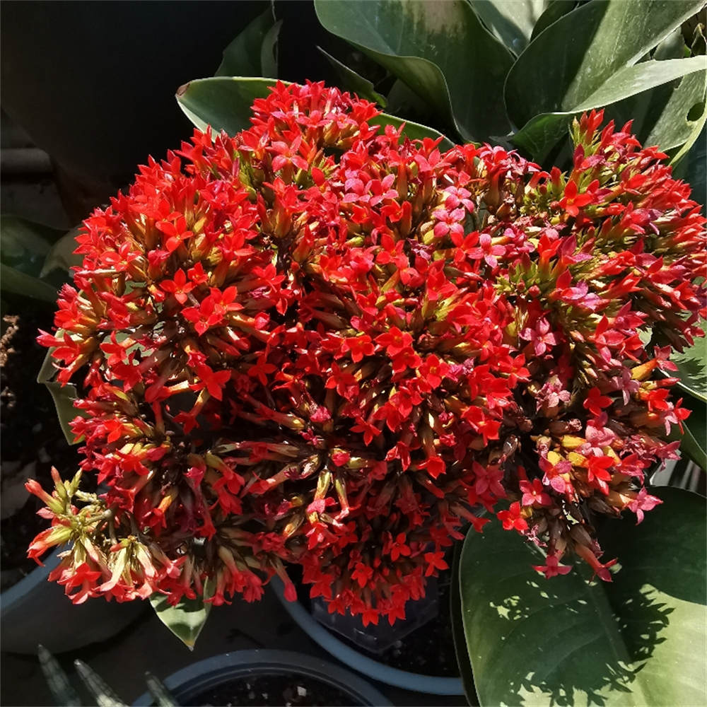 凤尾长寿花