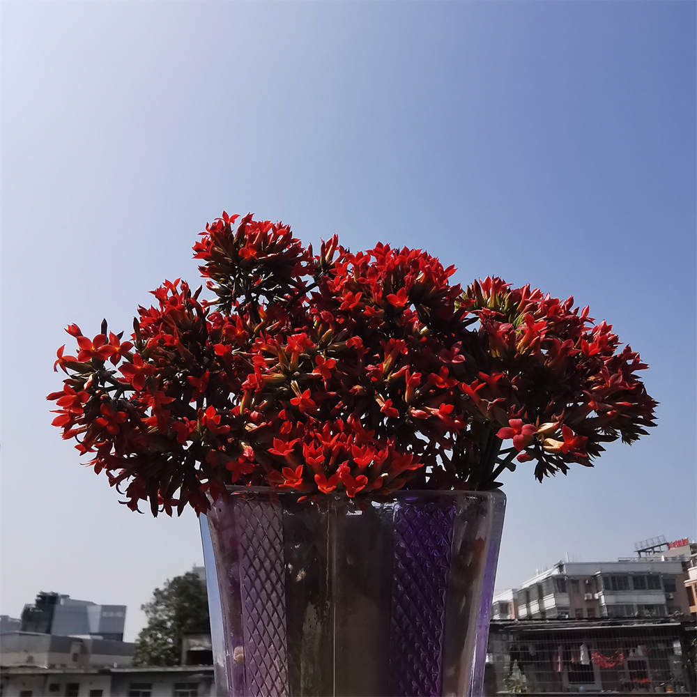 凤尾长寿花