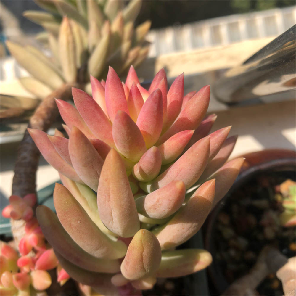 花卉