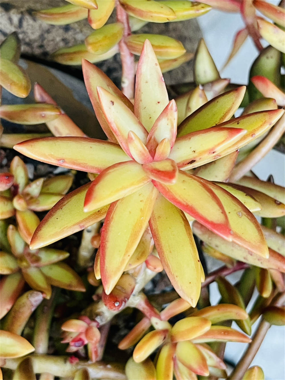 花卉