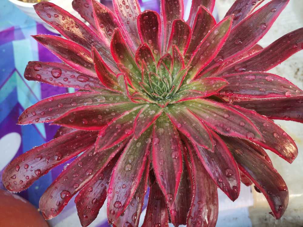 花卉