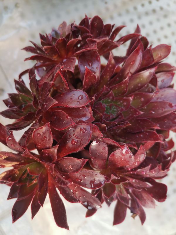 花卉