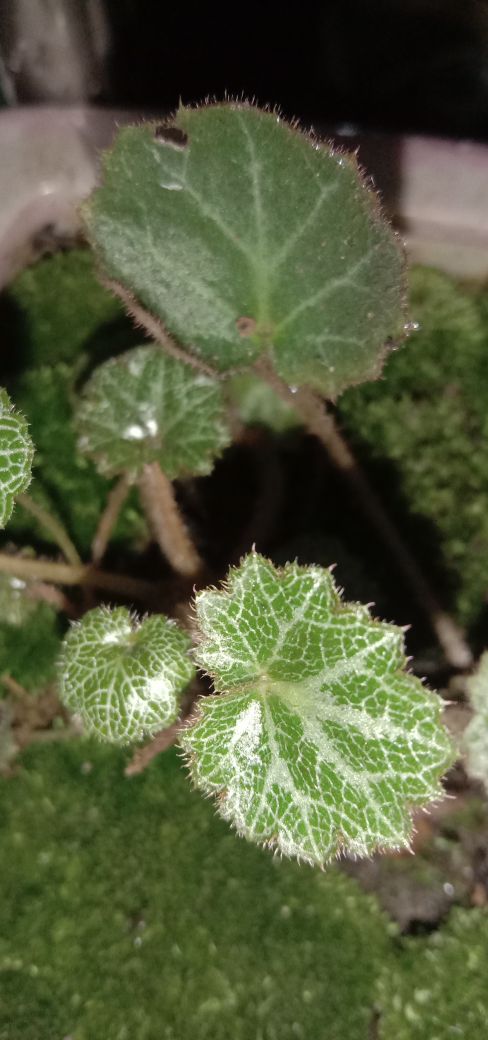 虎耳草
