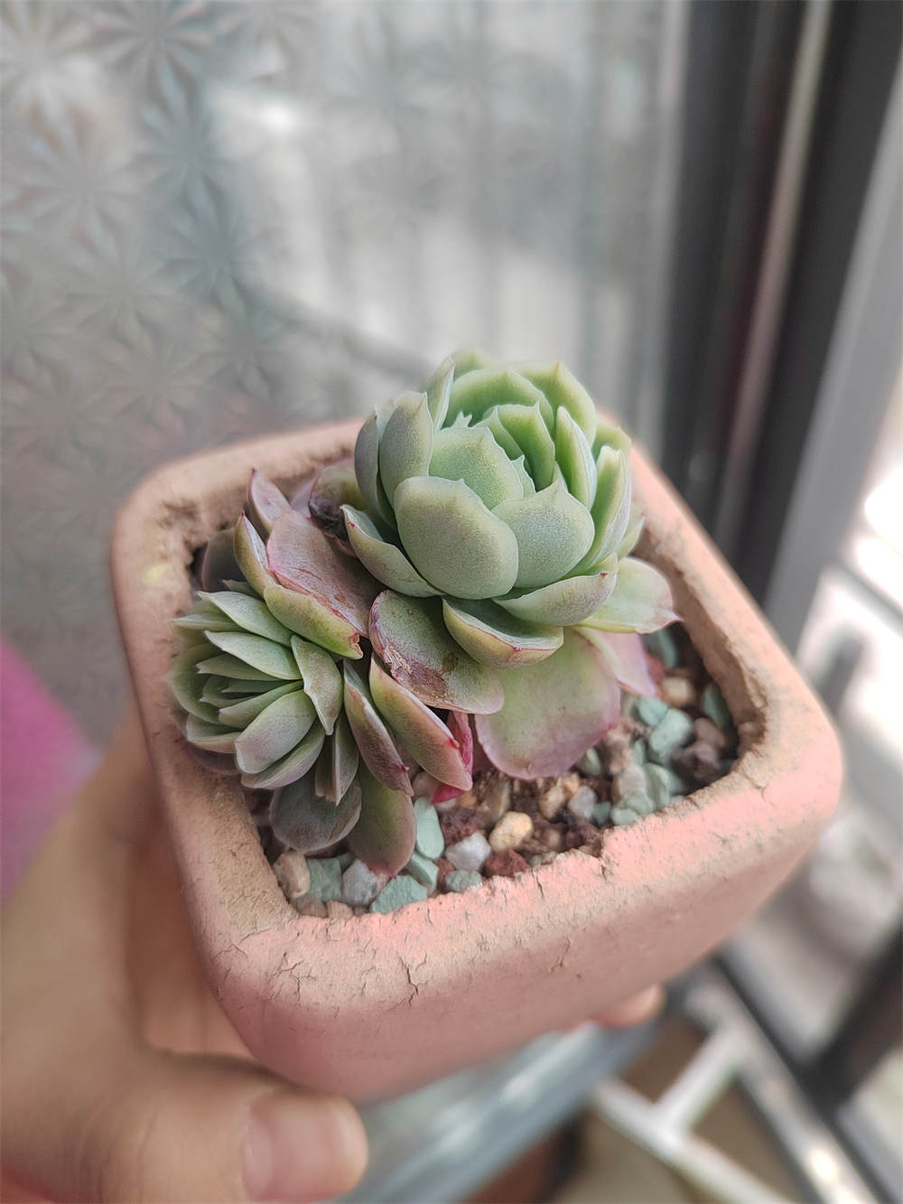 奶油贝瑞