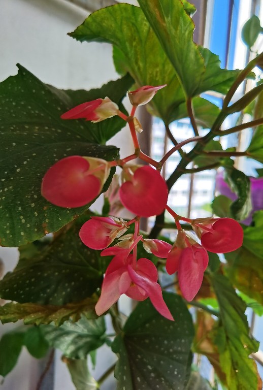花卉