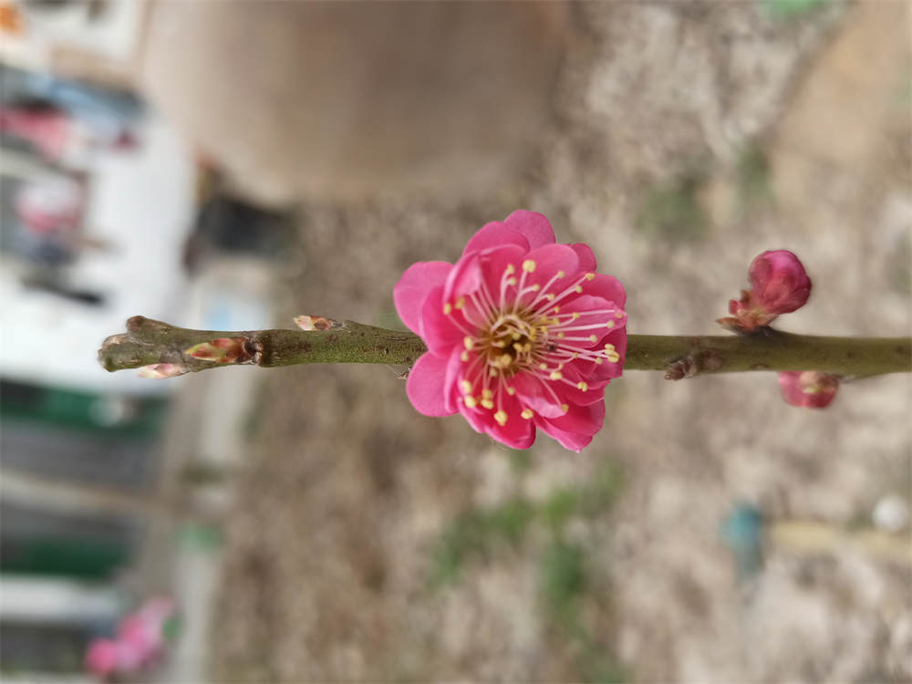 红梅