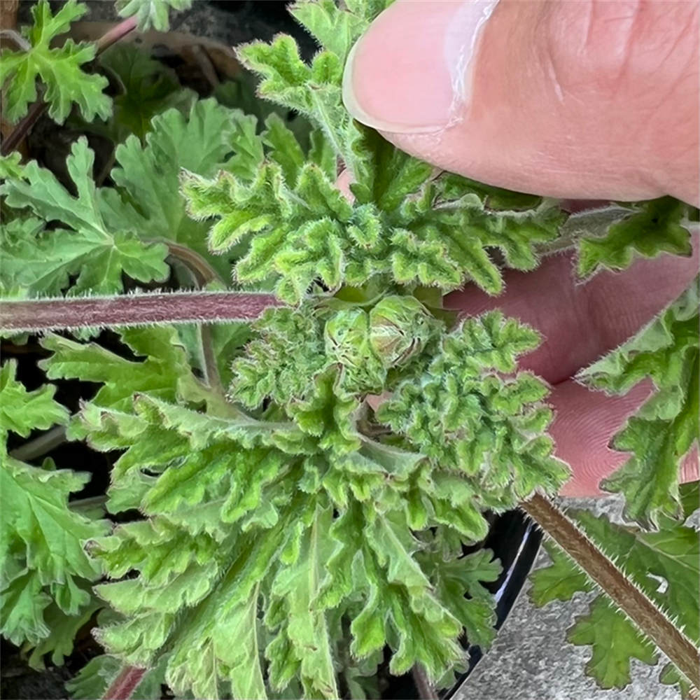 花卉
