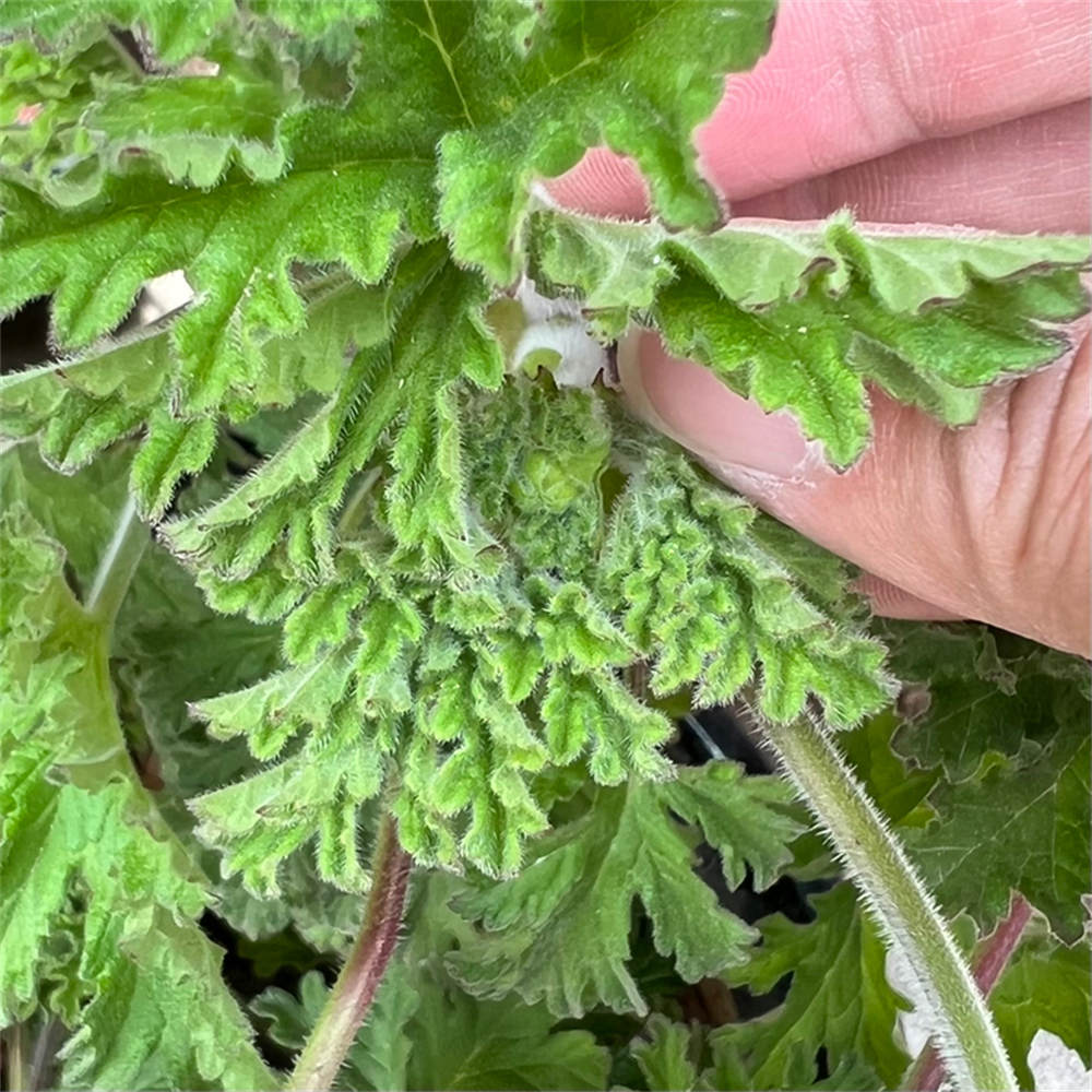 花卉