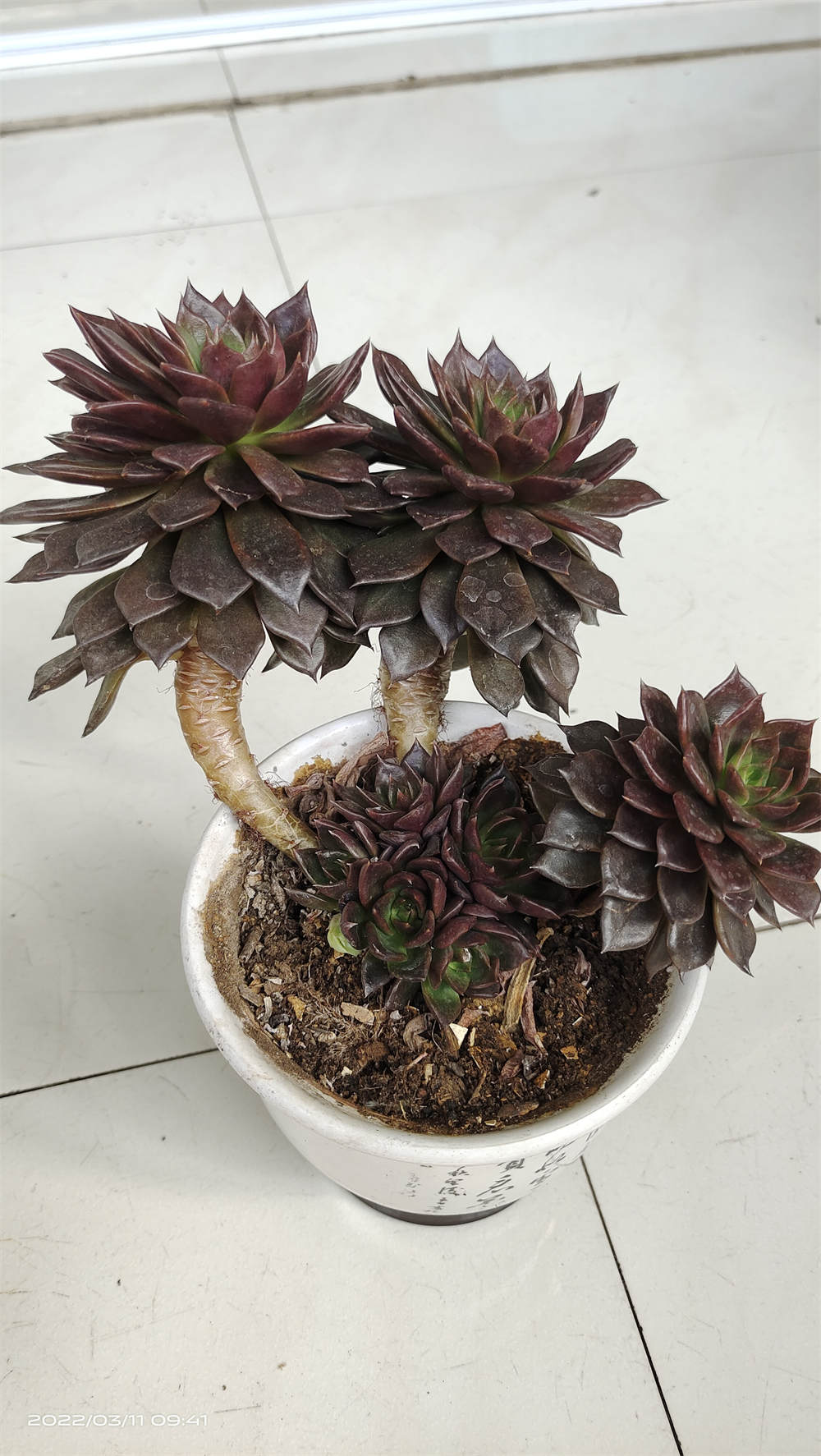 黑王子