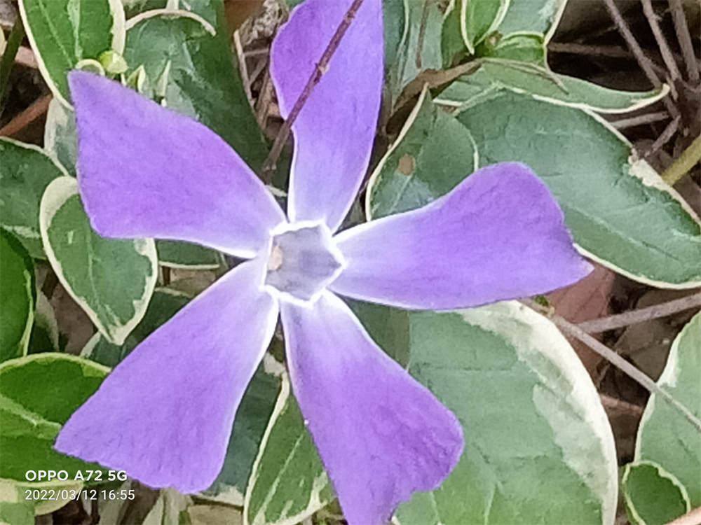 蔓长春花