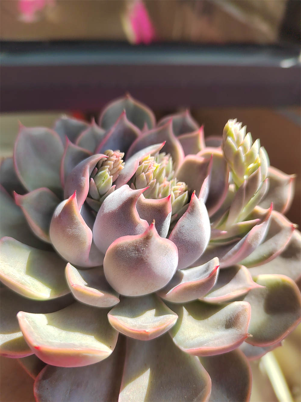 菲欧娜