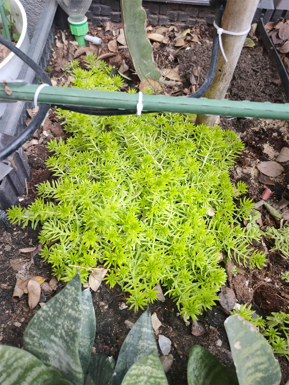 佛甲草