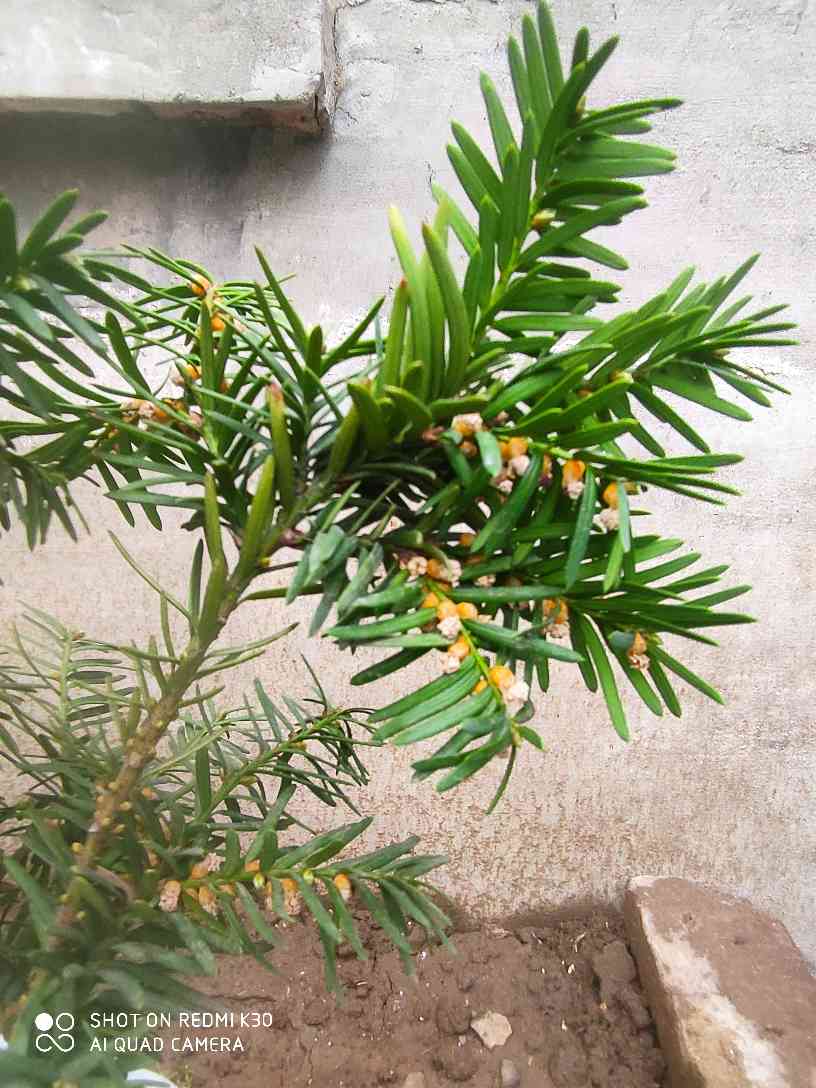 红豆杉
