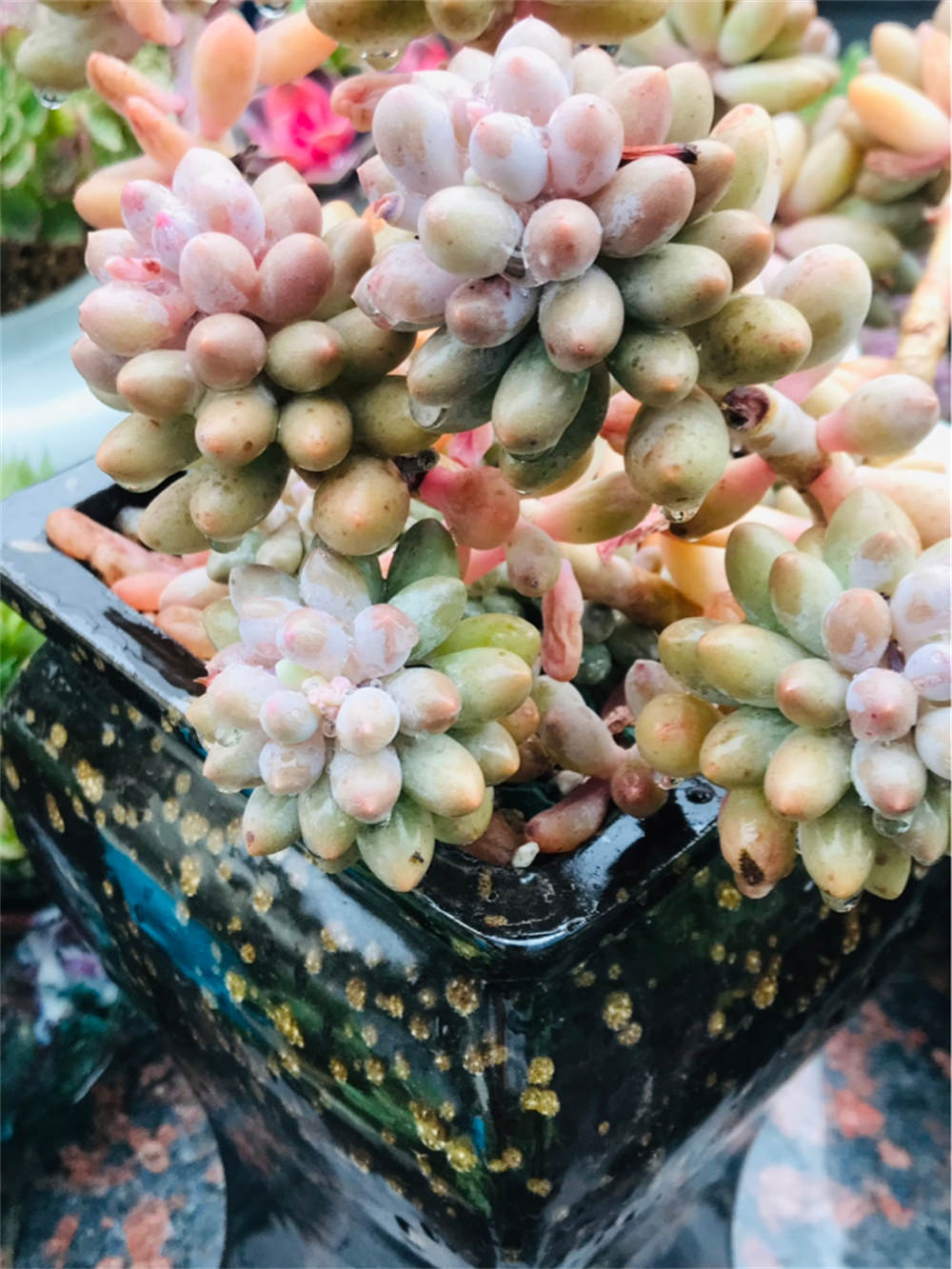 姬秋丽
