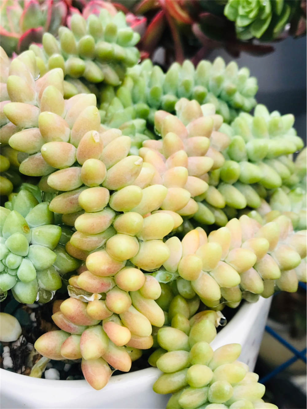 婴儿手指